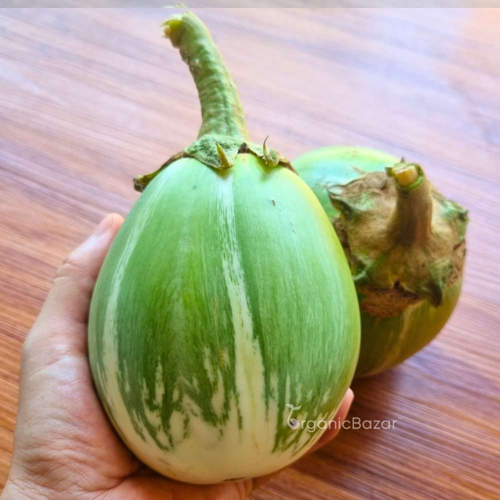 Desi Green Bharta Baingan (Op) Seeds - (20 Seeds) High Germination/ High Yield / Ideal for Terrace/Kitchen Gardening (Brinjal/Eggplant/बैंगन के बीज)