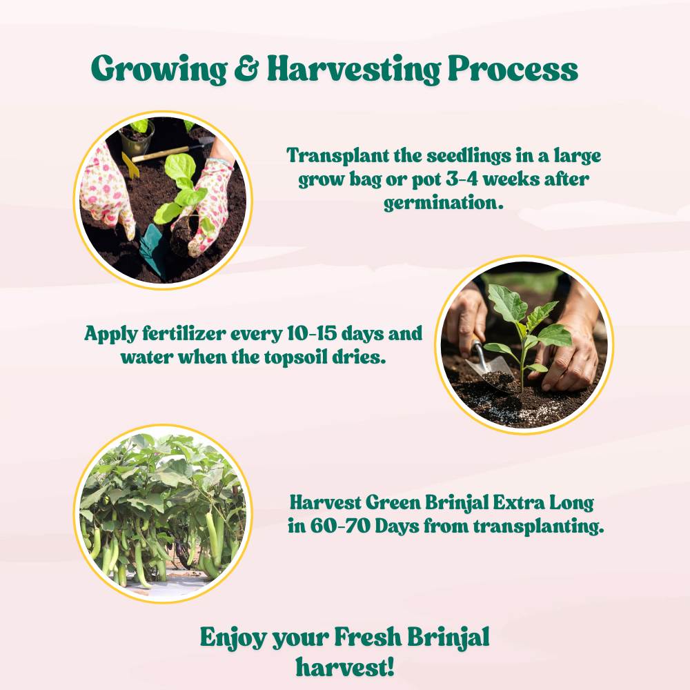 Green Brinjal Extra Long Seeds - (50 Seeds) High Germination/ High Yield / Ideal for Terrace/Kitchen Gardening (Lamba Baingan\Eggplant/लंबा बैंगन के बीज)
