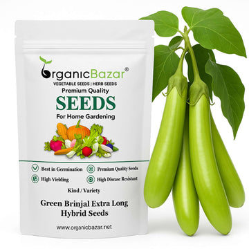 Green Brinjal Extra Long Hybrid Seeds - (50 Seeds) High Germination/ High Yield / Ideal for Terrace/Kitchen Gardening (Lamba Baingan\Eggplant/लंबा बैंगन के बीज)