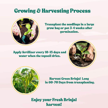 Green Brinjal Seeds (Long) - (50 Seeds) High Germination/ High Yield / Ideal for Terrace/Kitchen Gardening (Lamba hara Baingan/Eggplant/लंबा बैंगन के बीज)