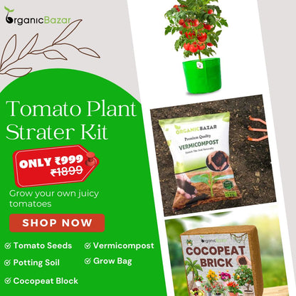 Tomatoes Growing Kit for beginners Grow Your Own Tomatoes - Perfect for Beginners