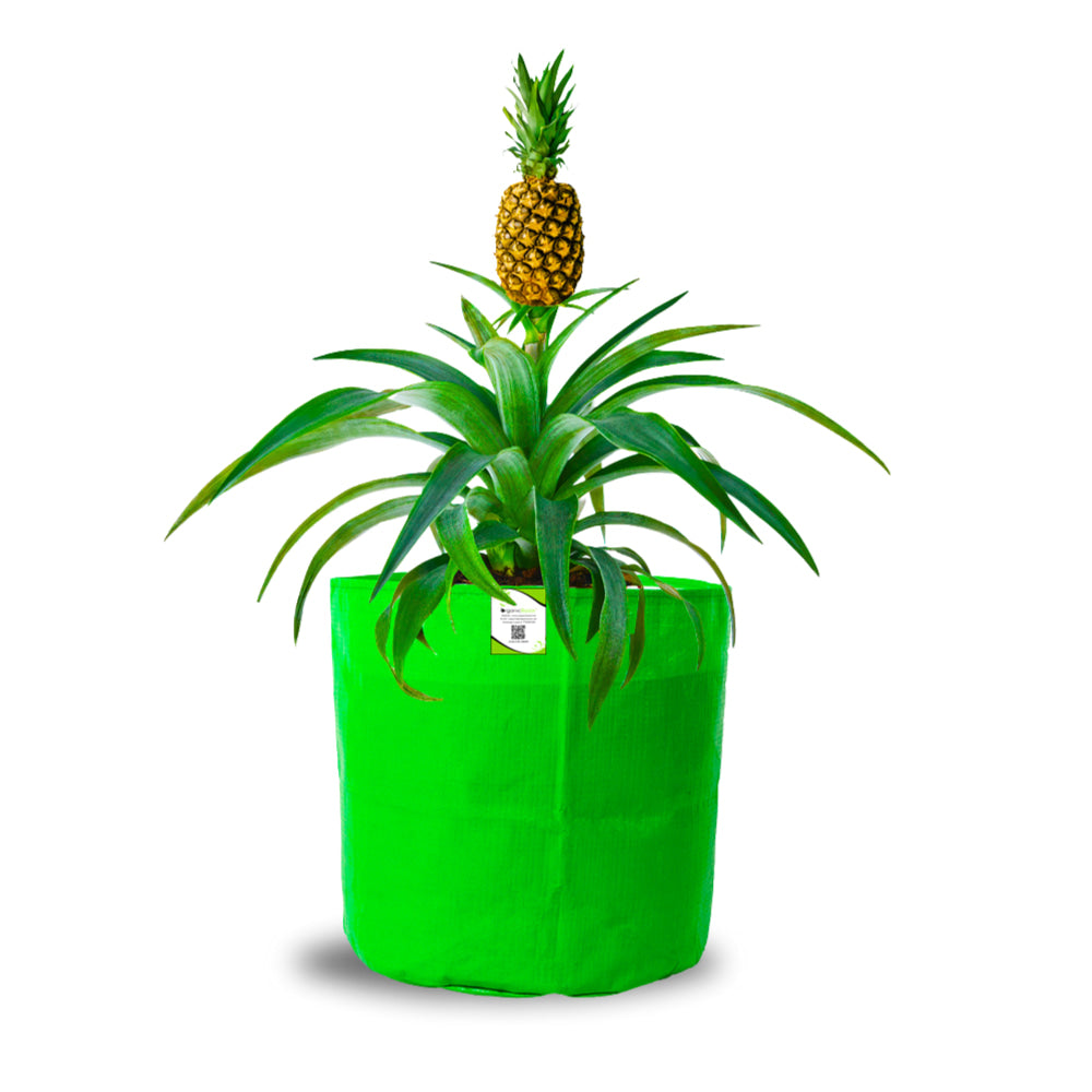 OrganicBazar 15x18 Big Grow Bag for Terrace Garden, Premium HDPE 260 GSM Green Plant Bags