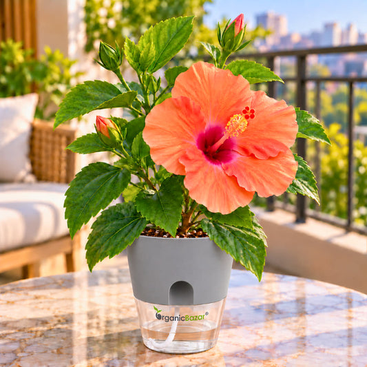 Hibiscus Orange Flowering Live Plant (Gudhal Plant)