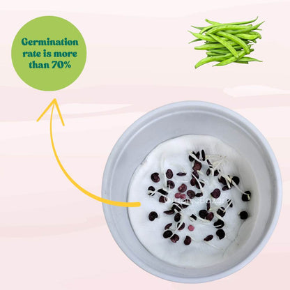 Gwar Phali Seeds - 50 Seeds (Cluster Beans/क्लस्टर बीन्स/ग्वार फली के बीज) High Germination, Easy to Grow Seeds For Terrace Gardening