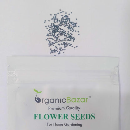 Gypsophila White Seeds - (200 Seeds) High Germination/ Easy To grow/ Perfect for pots, balconies, or Terrace gardens