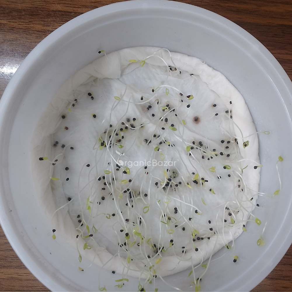 Gypsophila White Seeds - (200 Seeds) High Germination/ Easy To grow/ Perfect for pots, balconies, or Terrace gardens