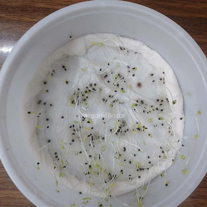 Gypsophila White Seeds - (200 Seeds) High Germination/ Easy To grow/ Perfect for pots, balconies, or Terrace gardens