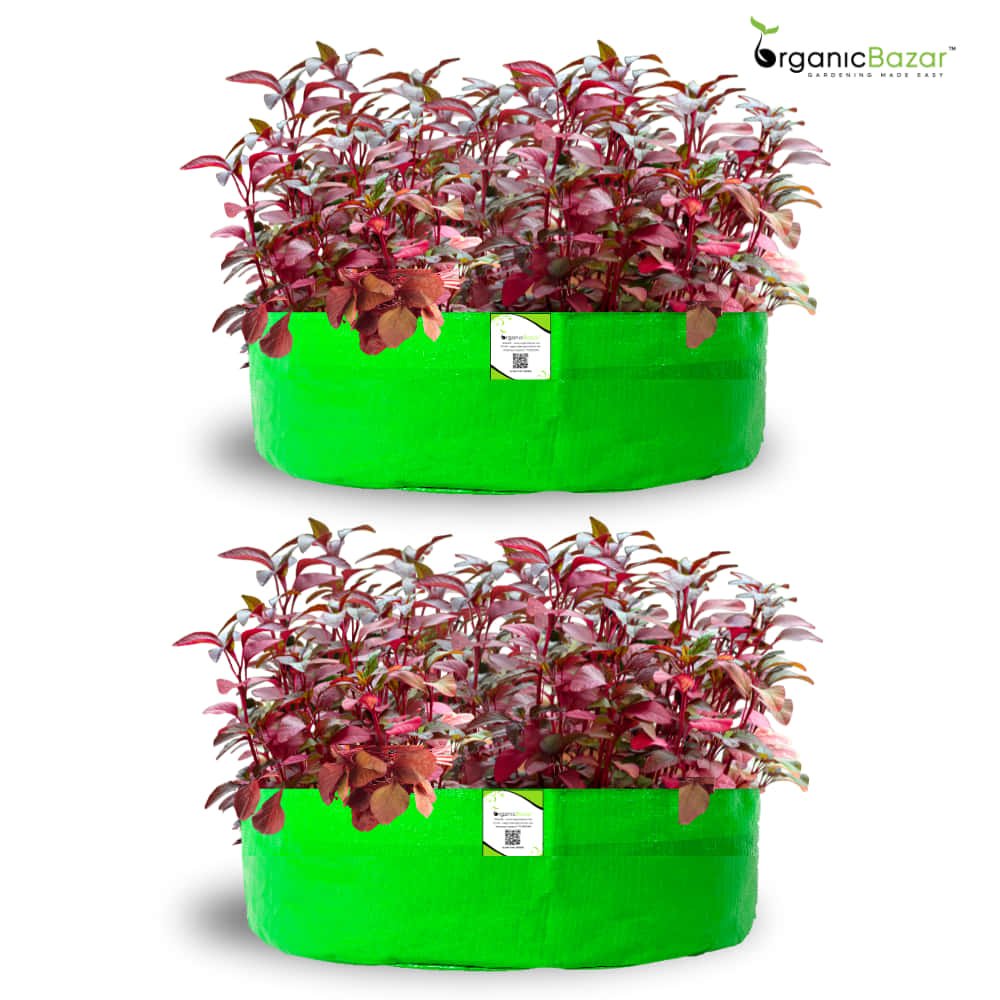 OrganicBazar 24x9 Grow Bag for Leafy Vegetables, Premium HDPE 260 GSM, Green Plant Bags for Terrace Garden
