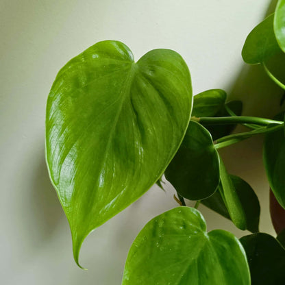Philodendron Green Live Plant with Hanging Basket