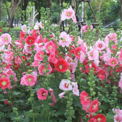 Hollyhock Summer Carnival Mix Seeds - 50 Seeds (Gulkhera/गुलखैरा के बीज)