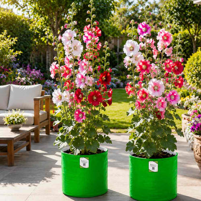 Hollyhock Summer Carnival Mix Seeds - 50 Seeds (Gulkhera/गुलखैरा के बीज)