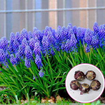 Hyacinth Delfts Blauw (Blue) Flower Bulbs