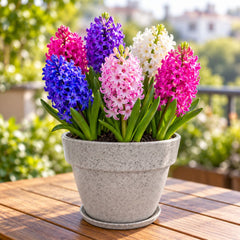 Hyacinth Mixed Color Flower Bulbs (05 Bulbs)