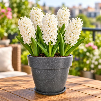 Hyacinth White Flower Bulbs (05N)
