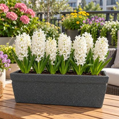 Hyacinth White Flower Bulbs (05N)