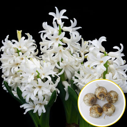 Hyacinth White Flower Bulbs (05N)