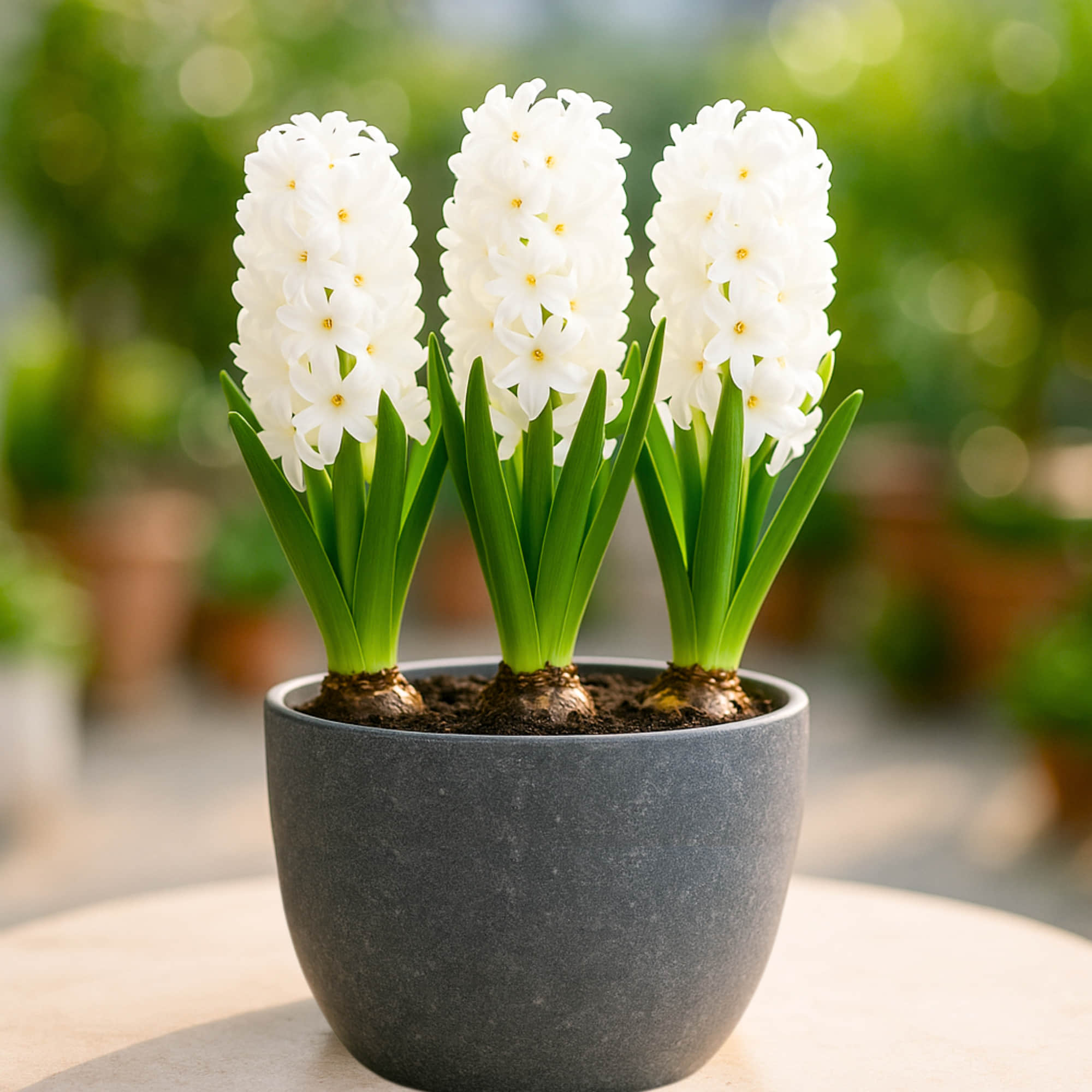 Hyacinth White Flower Bulbs (05N)