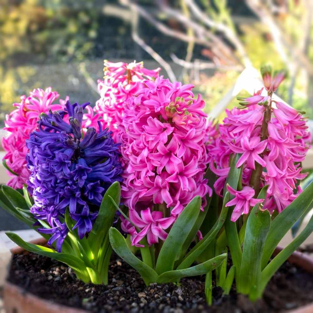 Hyacinth Mixed Color Flower Bulbs (05 Bulbs)