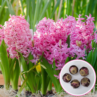 Hyacinth Pink Flower Bulbs (05N)