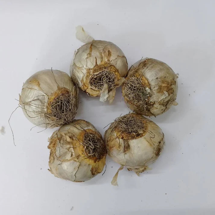 Hyacinth Yellow Flower Bulbs (05N)