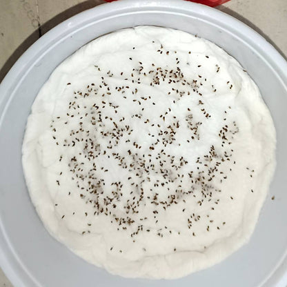 Iceland Poppy Mix Seeds (400 Seeds)