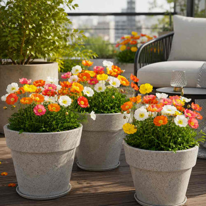 Iceland Poppy Mix Seeds (400 Seeds)