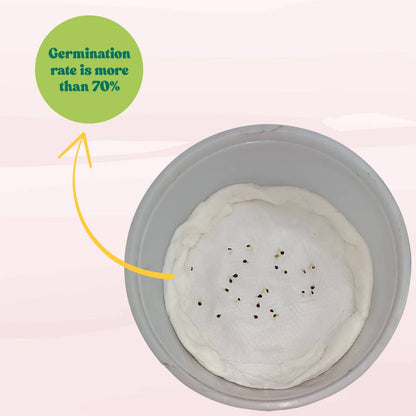 Impatiens Baby Dwarf Mixed Seeds (25 Seeds) Easy To Grow, High Germination, Perfect for pots, balconies, or Terrace gardens