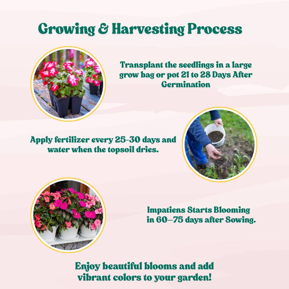 Impatiens Baby Dwarf Mixed Seeds (25 Seeds) Easy To Grow, High Germination, Perfect for pots, balconies, or Terrace gardens