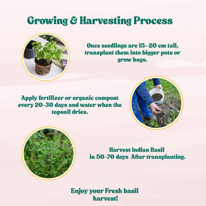 Indian Holy Basil (Desi Tulsi) Seeds For Home gardening (200 Seeds) High Germination/ Easy to Grow