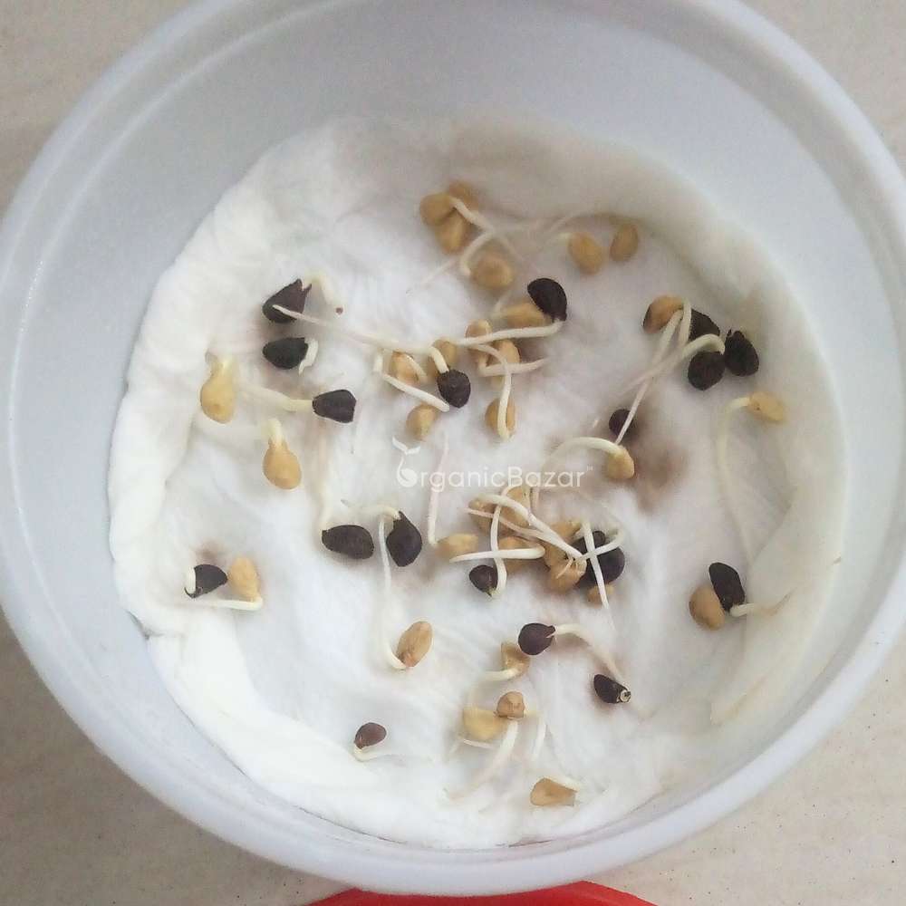 Ipomoea Morning Glory Purpurea Mix Seeds - 50 Seeds