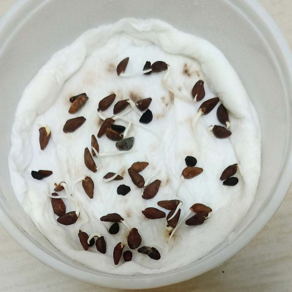 Ipomoea Heavenly Blue Morning Glory Seeds (50 Seeds) High Germination/ Easy To grow/ Perfect for pots, balconies, or Terrace gardens