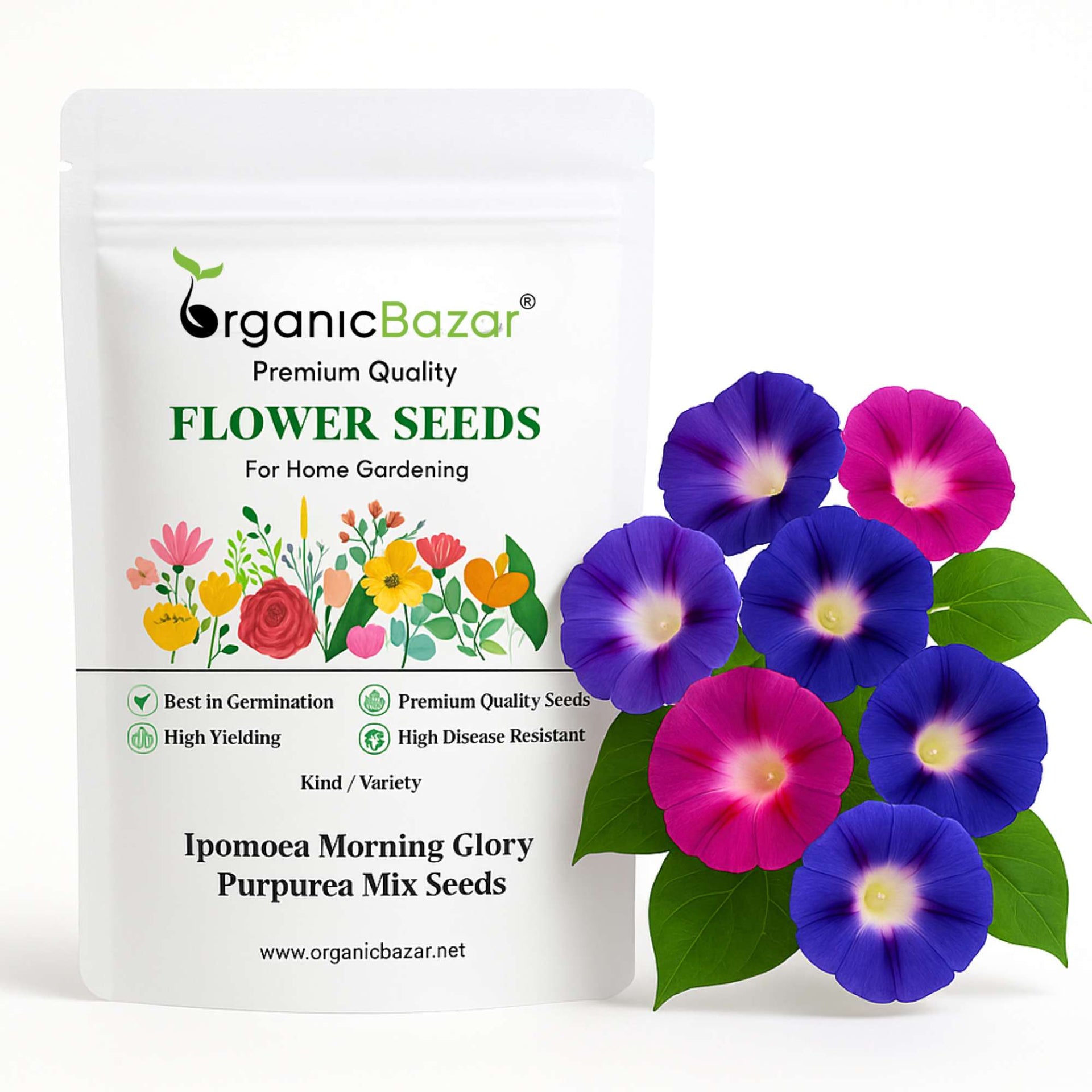 Buy Best Quality Ipomoea Morning Glory Purpurea Mix Seeds  Organicbazar