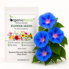 Ipomoea Heavenly Blue Morning Glory Seeds (50 Seeds) High Germination/ Easy To grow/ Perfect for pots, balconies, or Terrace gardens