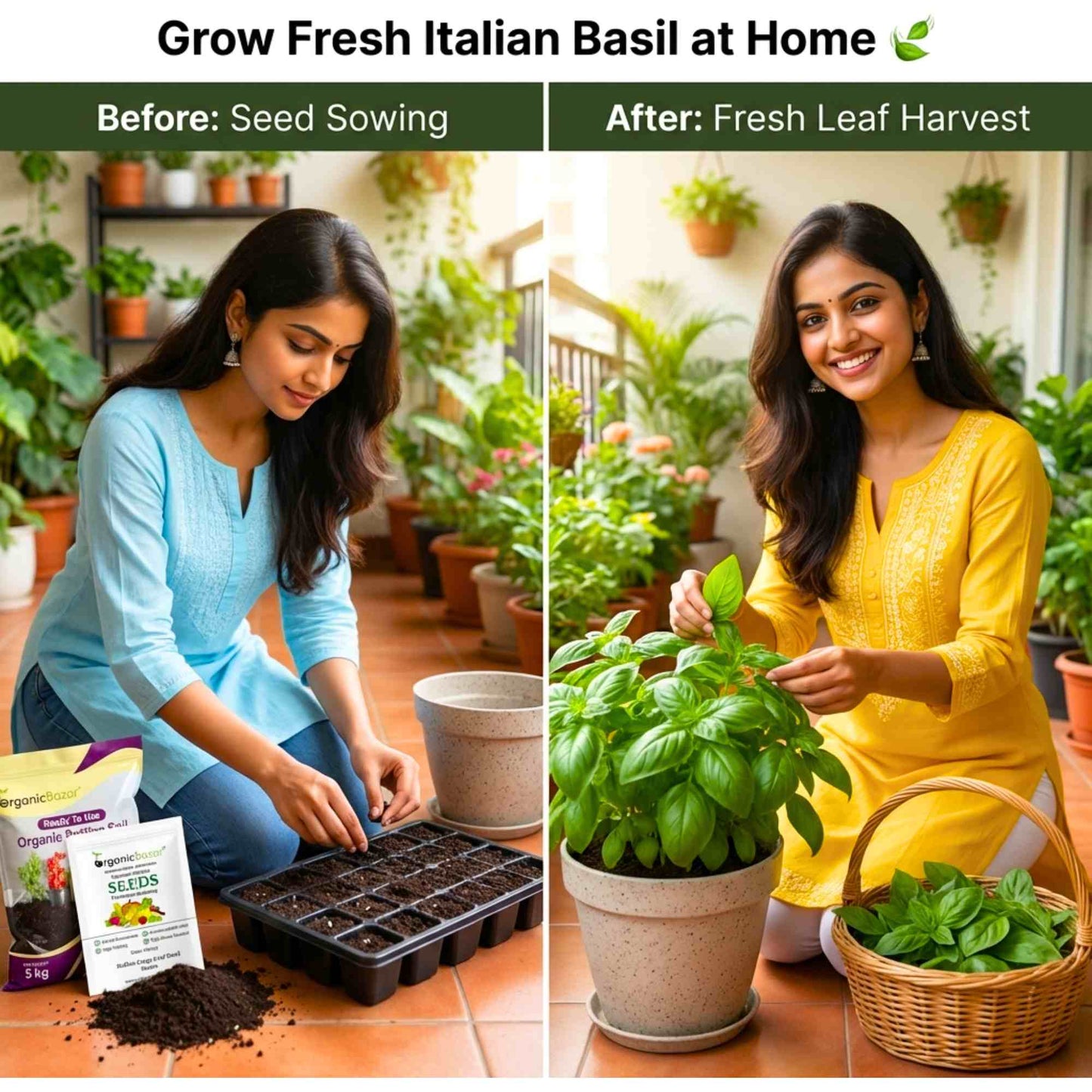 Italian Large Leaf Basil Seeds - 200 Seeds (तुलसी के बीज) High Germination/Perfect for pots, balconies, or Terrace gardens