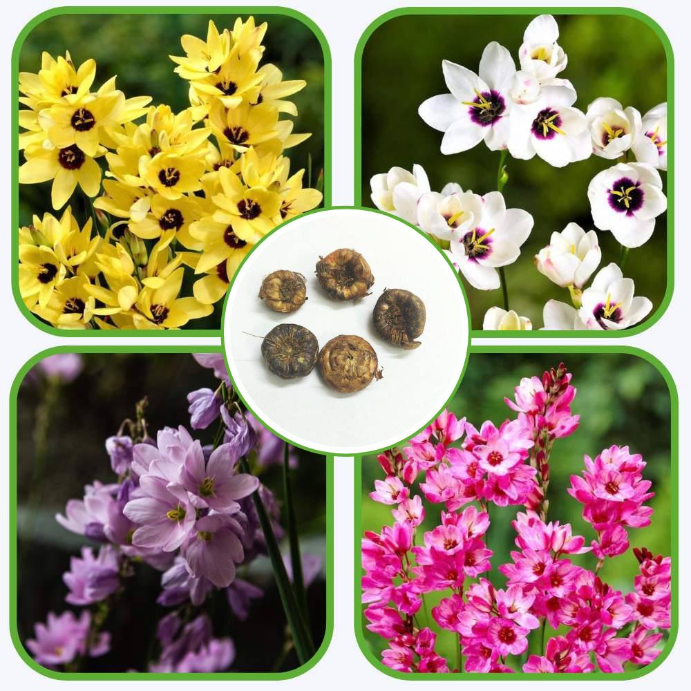 Ixia Mixed Color Flower Bulbs (05 Bulbs)