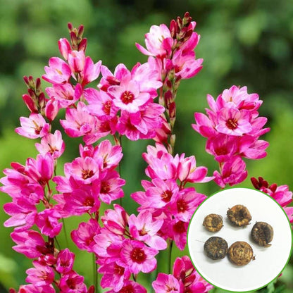 Ixia Pink Flower Bulbs (05 Bulbs)