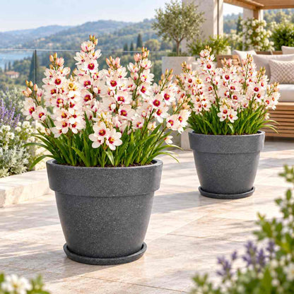 Ixia Spot Light (White And Pink) Flower Bulbs (05 Bulbs)
