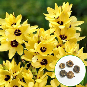 Ixia Yellow Flower Bulbs