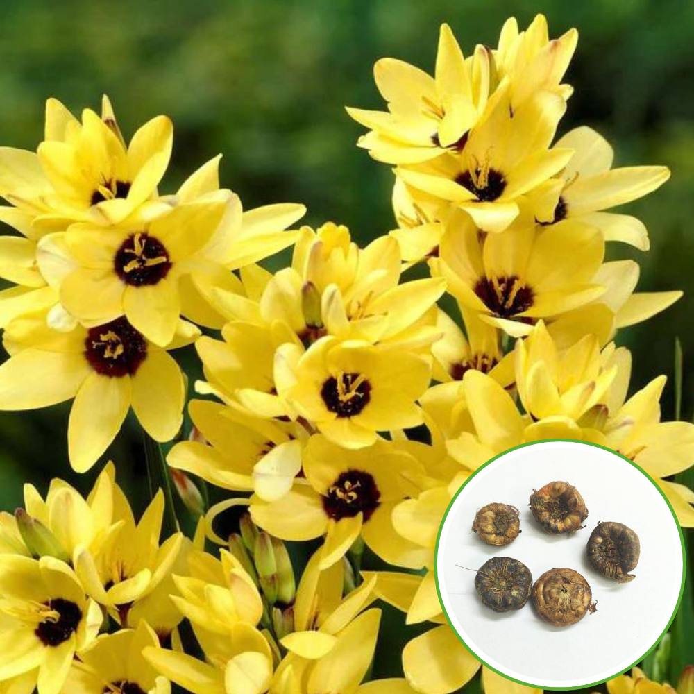 Ixia Yellow Flower Bulbs (05 Bulbs)