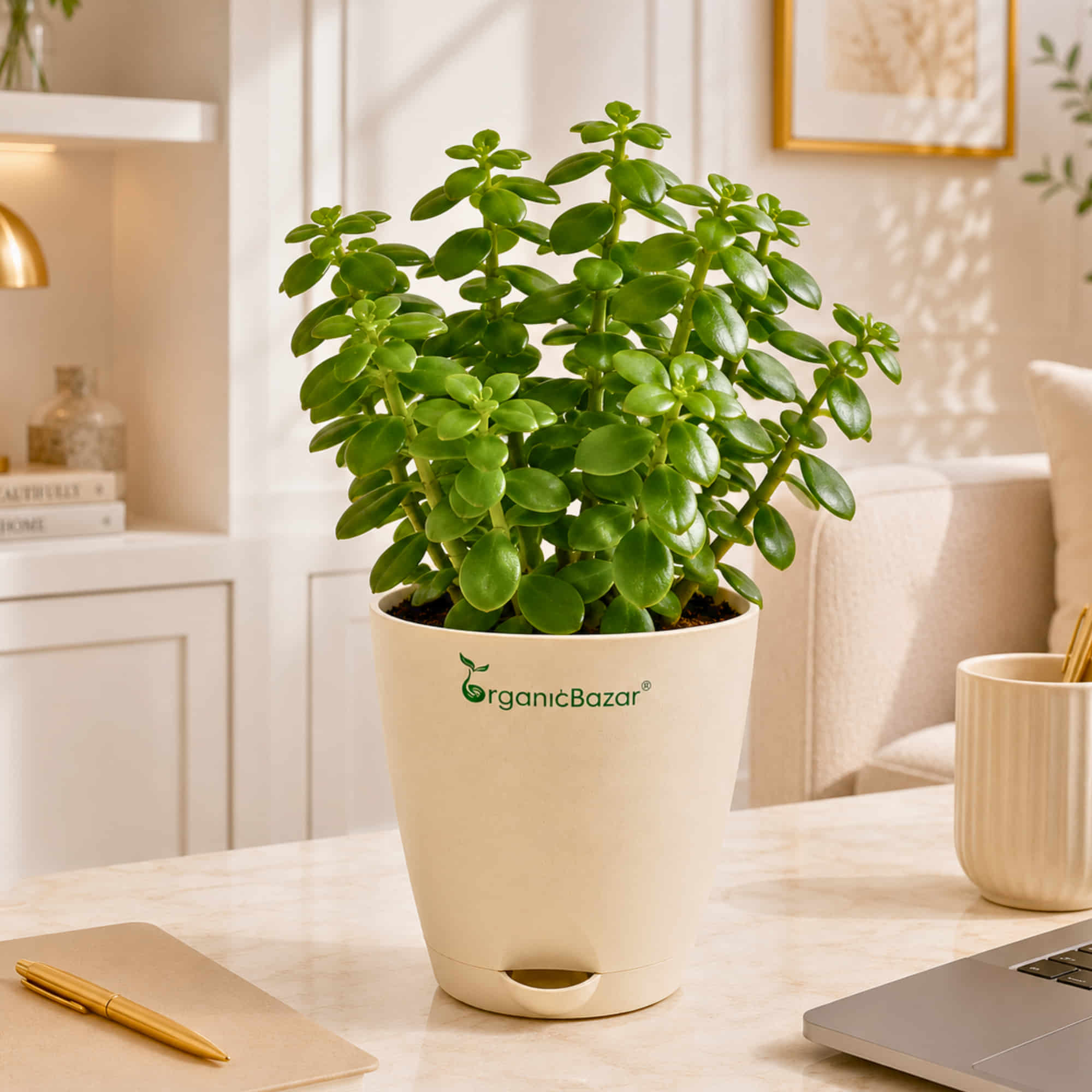Lucky Jade Live Plant