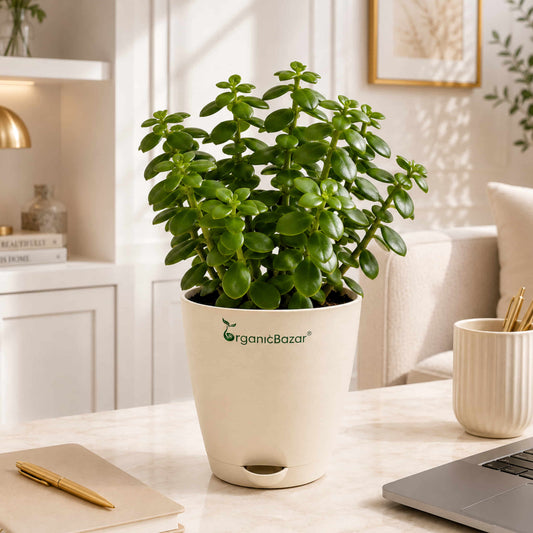 Lucky Jade Live Plant