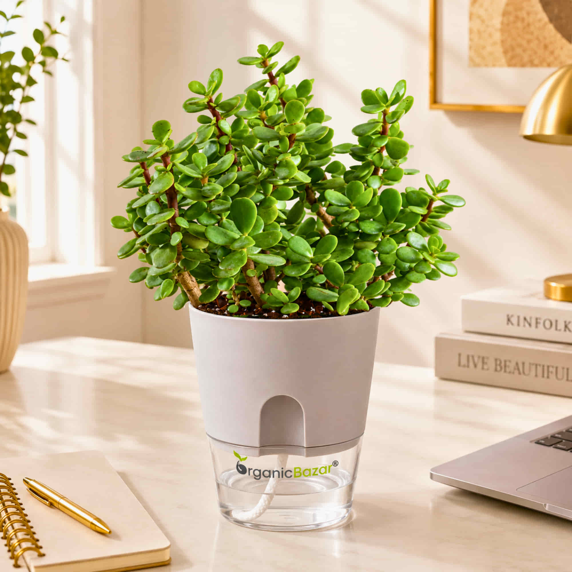 Lucky Jade Live Plant