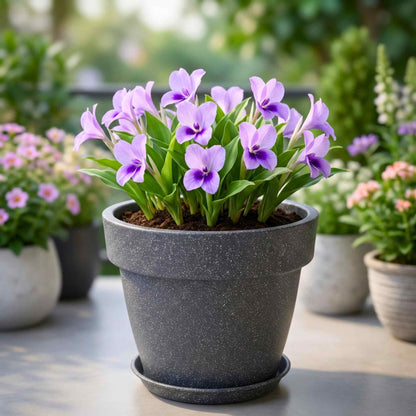 Kaempferia Flower Bulbs (05N)