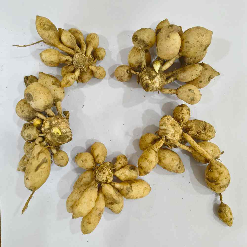 Kaempferia Flower Bulbs (05N)