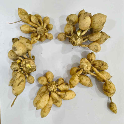 Kaempferia Flower Bulbs (05N)