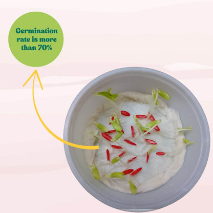 Kakri Long Melon Seeds - 20 Seeds (Kakdi/ककड़ी के बीज) High Germination, Easy to Grow Seeds For Terrace Gardening