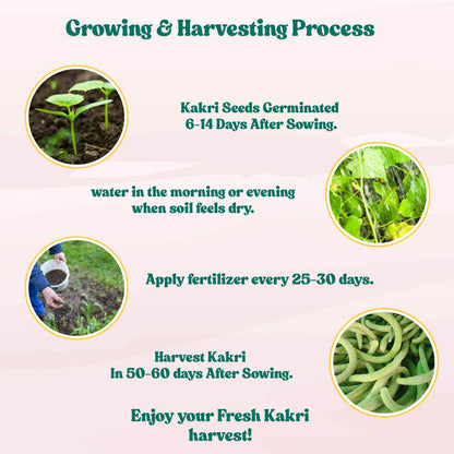 Kakri Long Melon Seeds - 20 Seeds (Kakdi/ककड़ी के बीज) High Germination, Easy to Grow Seeds For Terrace Gardening