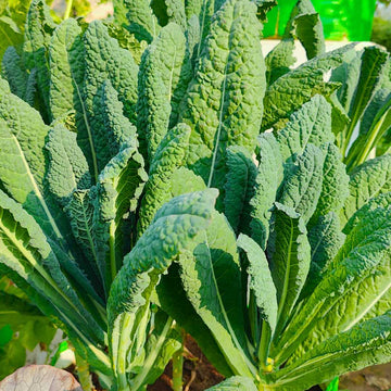 Kale Hybrid Seeds For Home Gardening (केल के बीज)