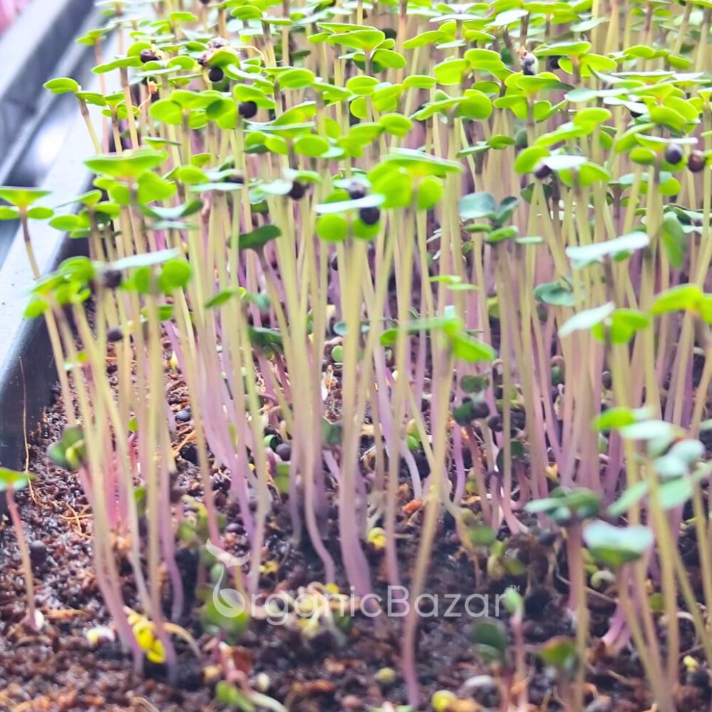 Kale Purple Microgreen Seeds (20g)