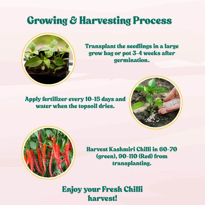 Kashmiri Chilli Seeds - (50 Seeds) High Yield | High Germination | Best for Home Gardens (Kashmiri Laal Mirch ke Beej / कश्मीरी मिर्च के बीज)